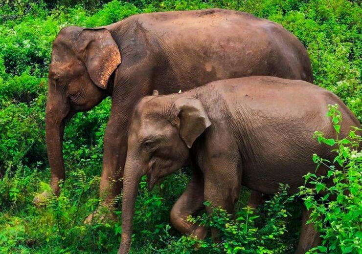 Udawalawe National Park Afternoon or Morning Safari - Flexible Booking and Cancellation Policy