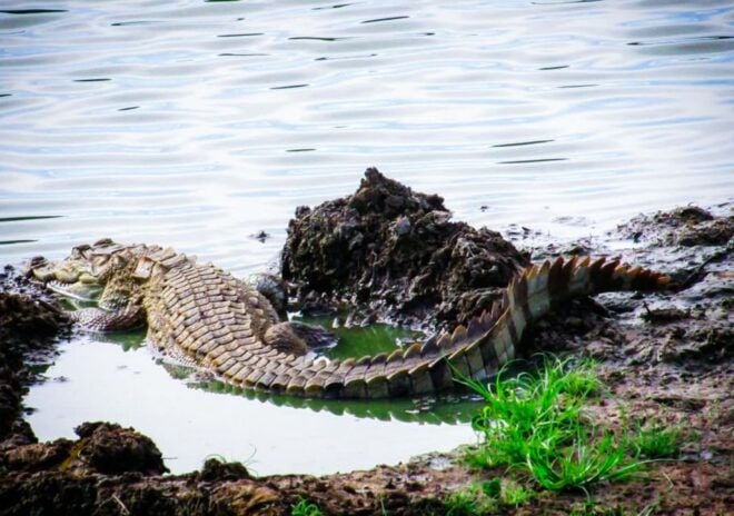 Udawalawe National Park Afternoon or Morning Safari - Highlights of the Parks Flora and Fauna