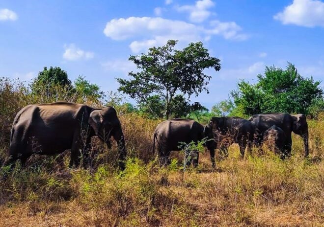 Udawalawe National Park Afternoon or Morning Safari - Pricing and Reservation Details