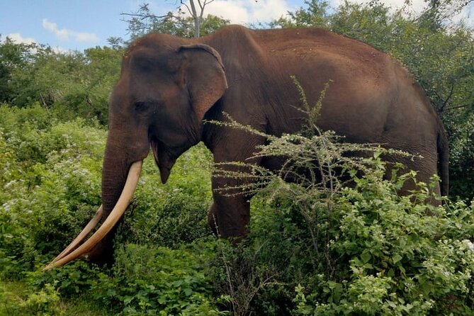 Udawalawe National Park All-Inclusive Tickets - Pricing and Guarantee