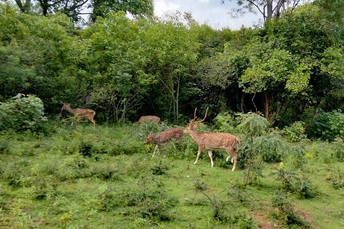 Udawalawe National Park All-Inclusive Tickets - Reviews