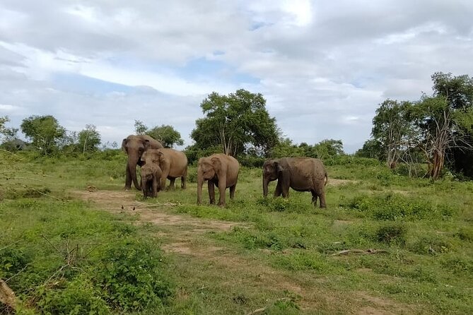 Udawalawe National Park All-Inclusive Tickets - Additional Information