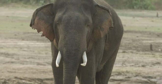 Udawalawe National Park Day Tour - Wildlife and Park Highlights