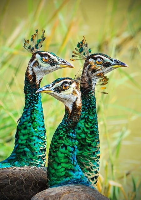 Udawalawe National Park Day Tour - Best Time to Visit