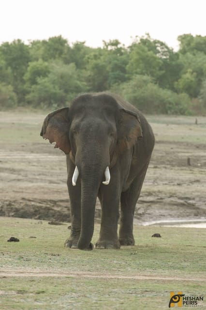 Udawalawe National Park Day Tour - Booking and Cancellation Policy