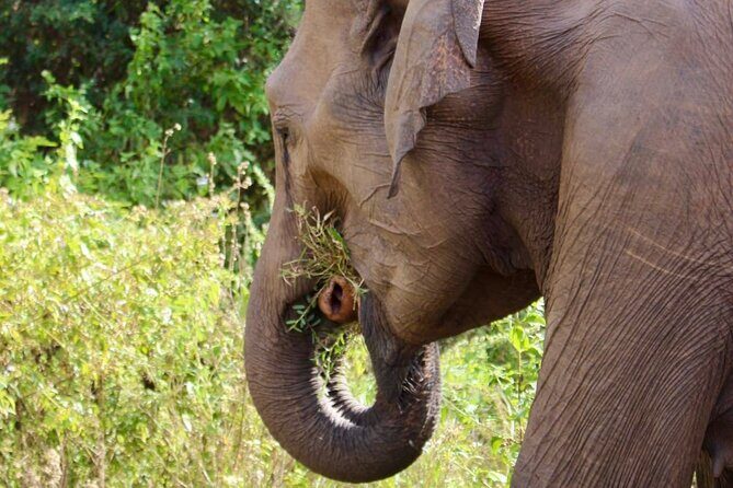 Udawalawe National Park Day trip - Who Will Love This Tour?