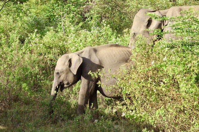 Udawalawe National Park Day trip - FAQs