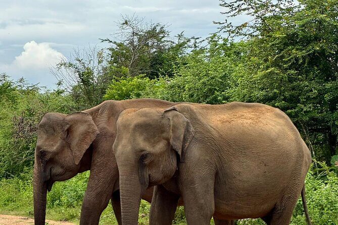 Udawalawe National Park Day trip - Frequently Asked Questions