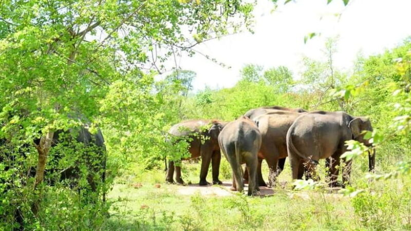 Udawalawe National Park Elephant Safari (Private Jeep) - Introduction