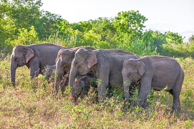 Udawalawe National Park Entrance Ticket - Inclusions and Exclusions