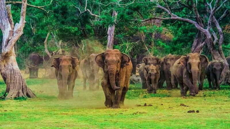 Udawalawe National Park : Entrance Ticket With Jeep - Discover the Wild Side of Sri Lanka with an Entrance Ticket to Udawalawe National Park