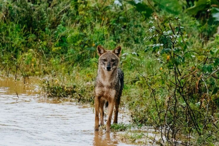 Udawalawe National Park: Entry Ticket & Half-Day Safari Tour - Free Cancellation & Flexible Payment Options
