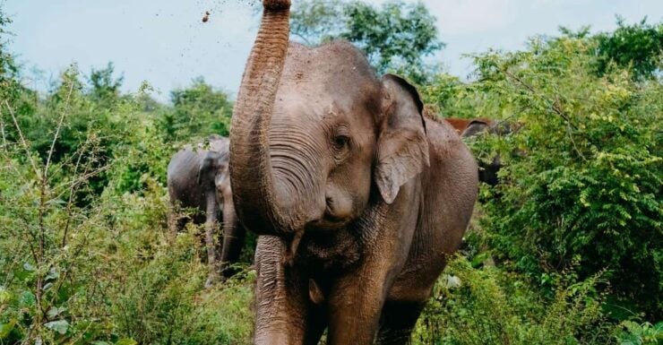 Udawalawe National Park: Entry Ticket & Half-Day Safari Tour - Unforgettable Wildlife Experience