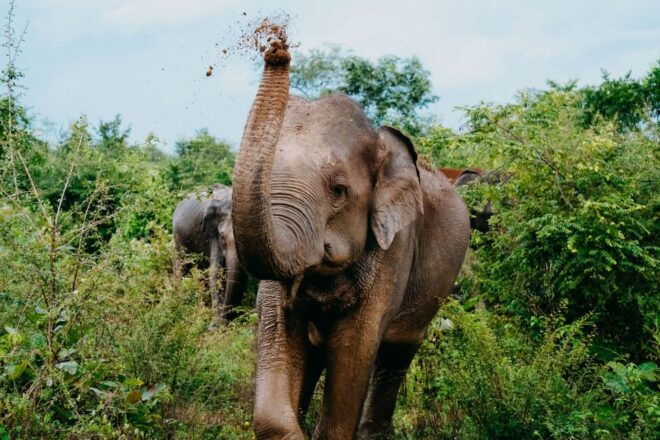 Udawalawe National Park: Entry Ticket & Half-Day Safari Tour - Explore the Udawalawe National Park