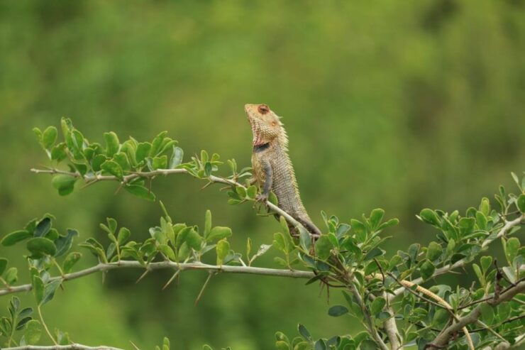 Udawalawe National Park Full Day-10 Hours All Inclusive - Tour Booking Details