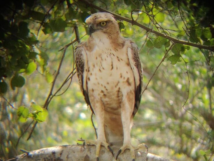 Udawalawe National Park Full Day-10 Hours All Inclusive - Tour Experience Overview