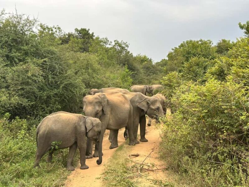 Udawalawe National Park | Full day-10 Hours - Transportation and Comfort
