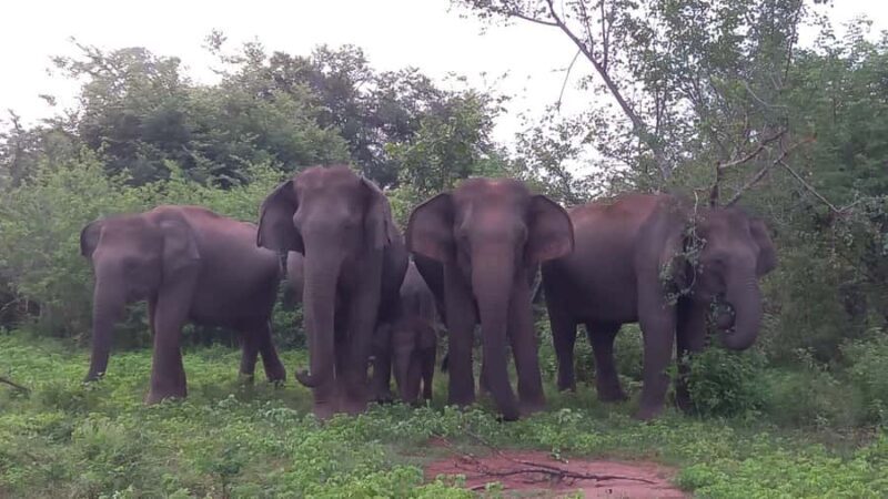 Udawalawe National Park | Full day-10 Hours - What Do Past Visitors Say?