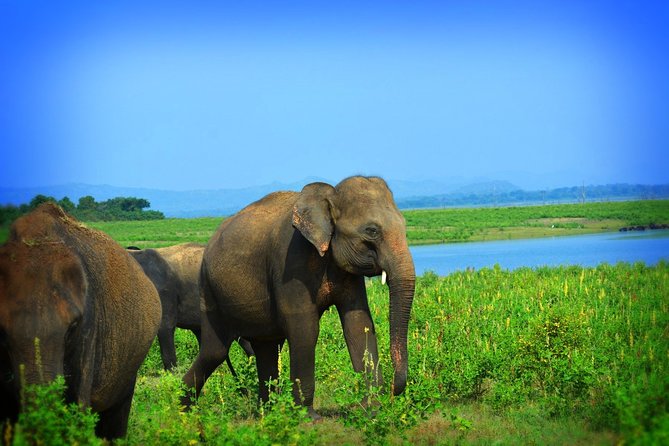 Udawalawe National Park Full Day Safari Tour - Tour Inclusions
