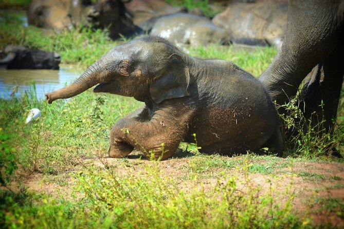 Udawalawe National Park Full Day Safari Tour - Tour Itinerary