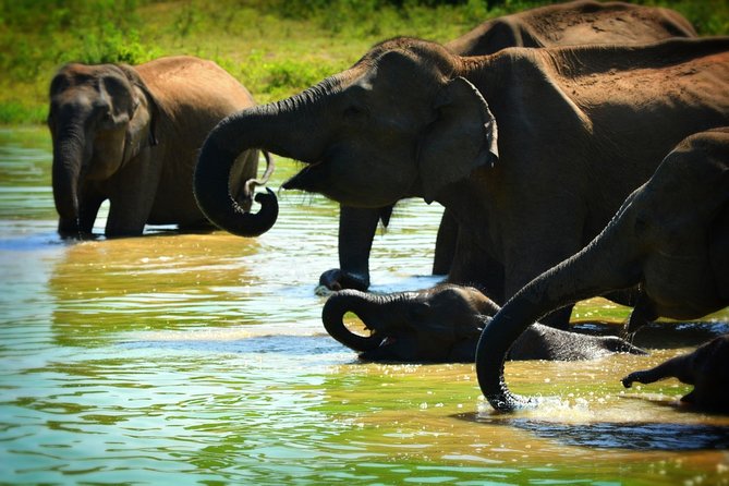 Udawalawe National Park Full Day Safari Tour - Important Information
