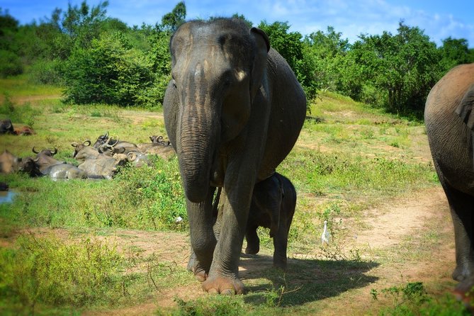 Udawalawe National Park Full Day Safari Tour - Booking and Contact Details
