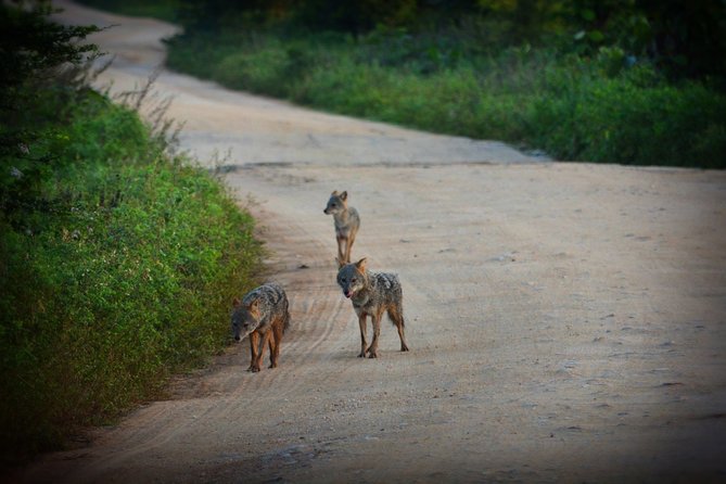 Udawalawe National Park Full Day Safari Tour - Common Questions