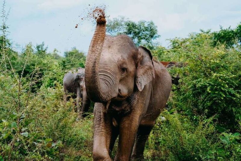 Udawalawe National Park: Half-Day Safari Tour - Good To Know