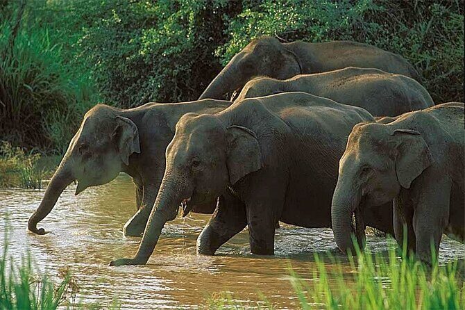 Udawalawe National Park | Half day - Safari tour - What’s this safari all about?