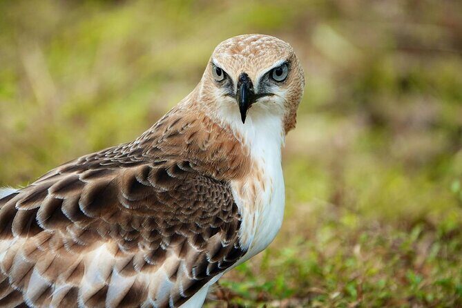 Udawalawe National Park | Half day - Safari tour - Good To Know