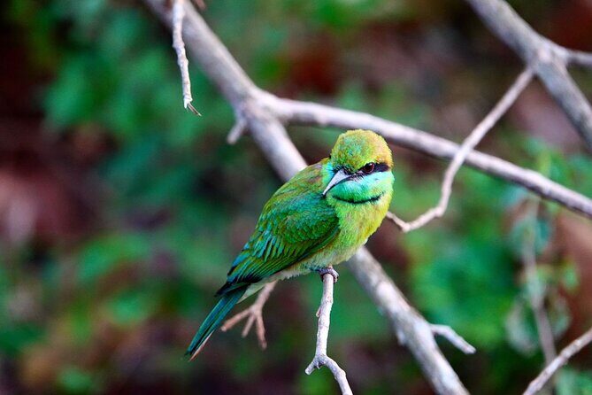 Udawalawe National Park | Half day - Safari tour - Detailed Tour Breakdown