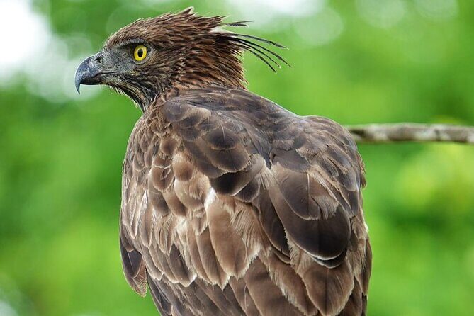 Udawalawe National Park | Half day - Safari tour - Authentic feedback from past travelers