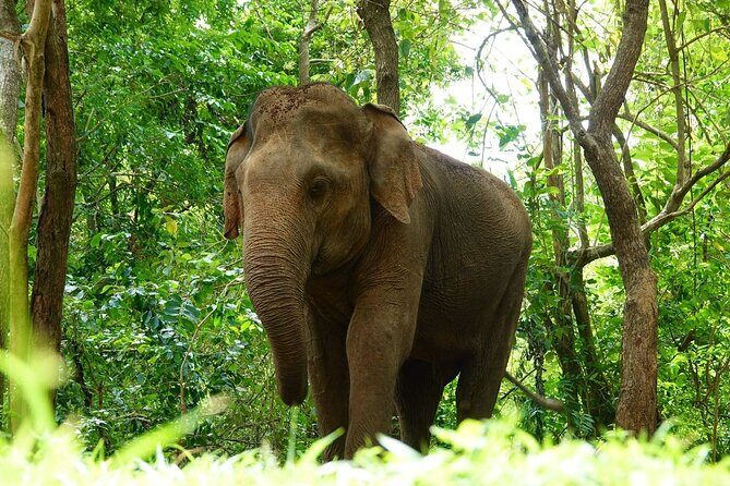 Udawalawe National Park | Half day - Safari tour - Who should consider this tour?