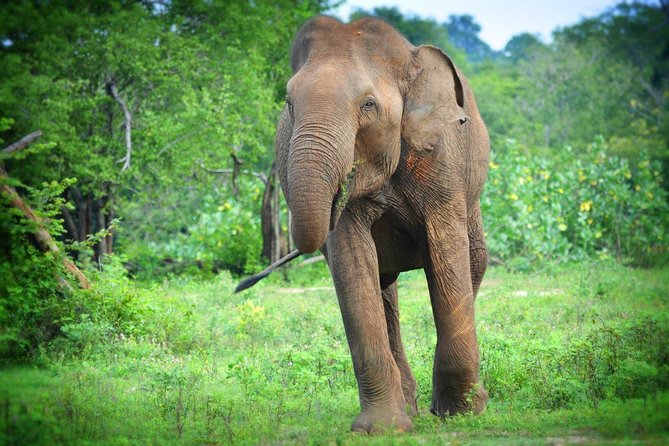 Udawalawe National Park Half Day Safari Tour - Tour Details