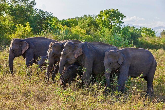 Udawalawe National Park Morning or Afternoon Game Drive - Who Would Love This Tour?