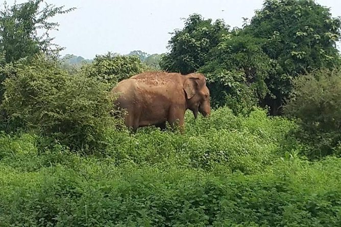 Udawalawe National Park Private 4-Hour Safari - What to Expect