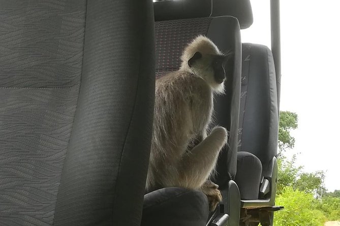 Udawalawe National Park Private 4 Hours Safari Tour - Tour Highlights