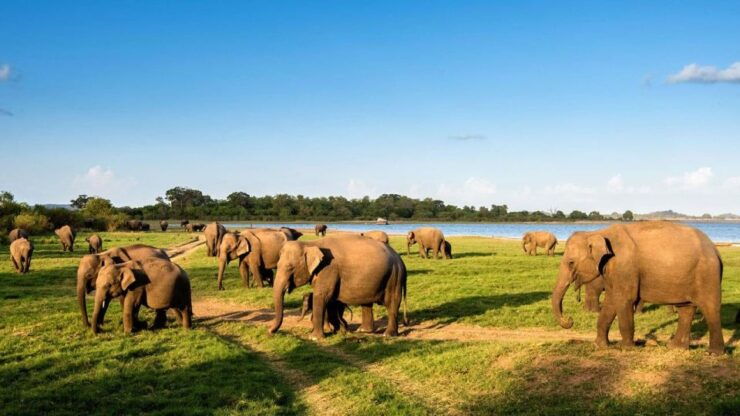 Udawalawe National Park: Private 4 Hours Safari Trip - Booking Details for the Safari Trip