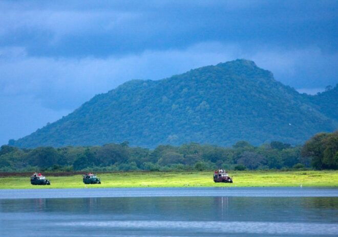 Udawalawe National Park Private Full-Day Safari - Park Highlights