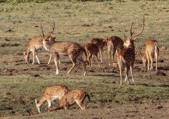 Udawalawe National Park Private Full-Day Safari - The Sum Up