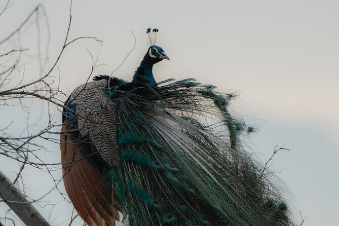 Udawalawe National Park Private Jeep Tour Safari Experience - Detailed Breakdown of the Udawalawe Safari Experience