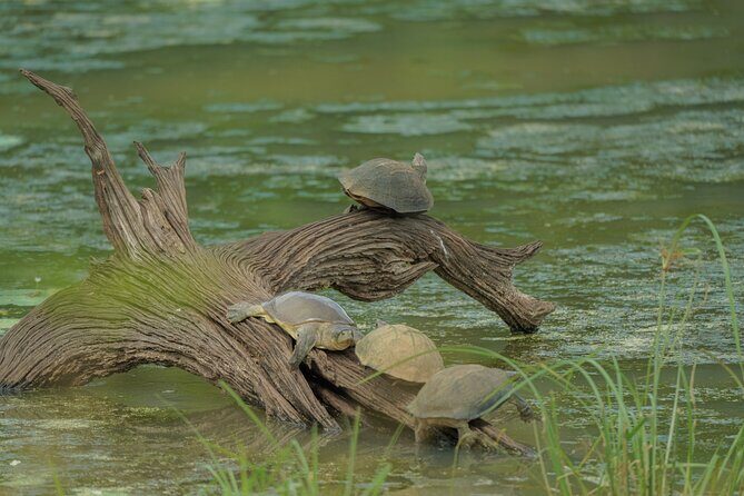 Udawalawe National Park Private Jeep Tour Safari Experience - The Experience Provider: What You Need to Know