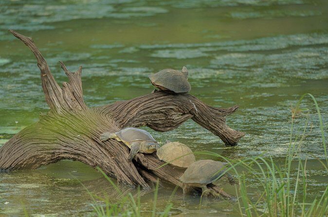 Udawalawe National Park Private Jeep Tour Safari Experience - Final Thoughts