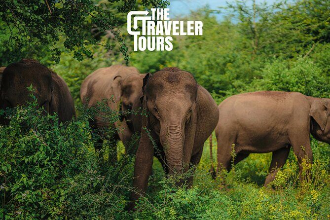 Udawalawe National Park Private Jeep Tour Safari Experience - What to Expect on the Itinerary