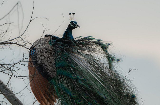 Udawalawe National Park Private Jeep Tour Safari Experience - Final Thoughts