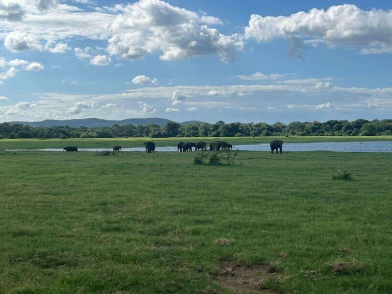 Udawalawe National Park: Private Safari - An In-Depth Look at the Udawalawe Safari