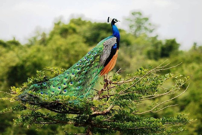 Udawalawe National Park Private Safari - Good To Know