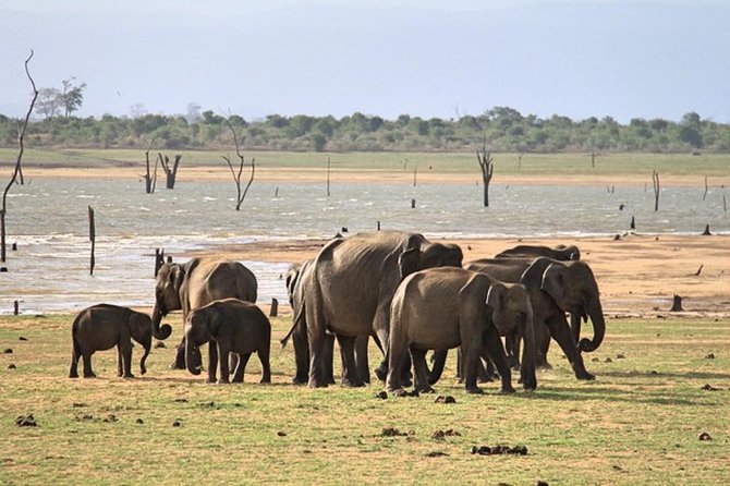 Udawalawe National Park Private Safari - Pickup and Meeting Information