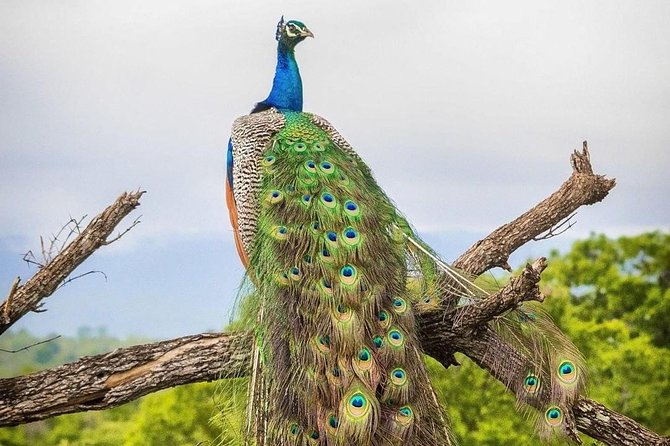 Udawalawe National Park Private Safari - Accessibility Details