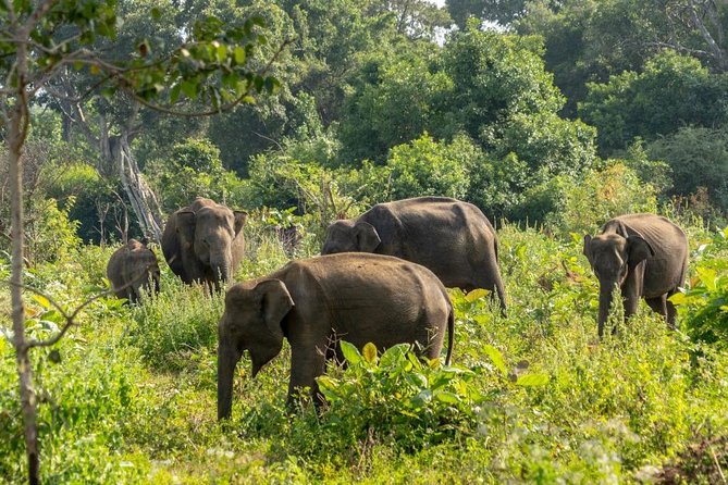 Udawalawe National Park Private Safari - Review Platforms